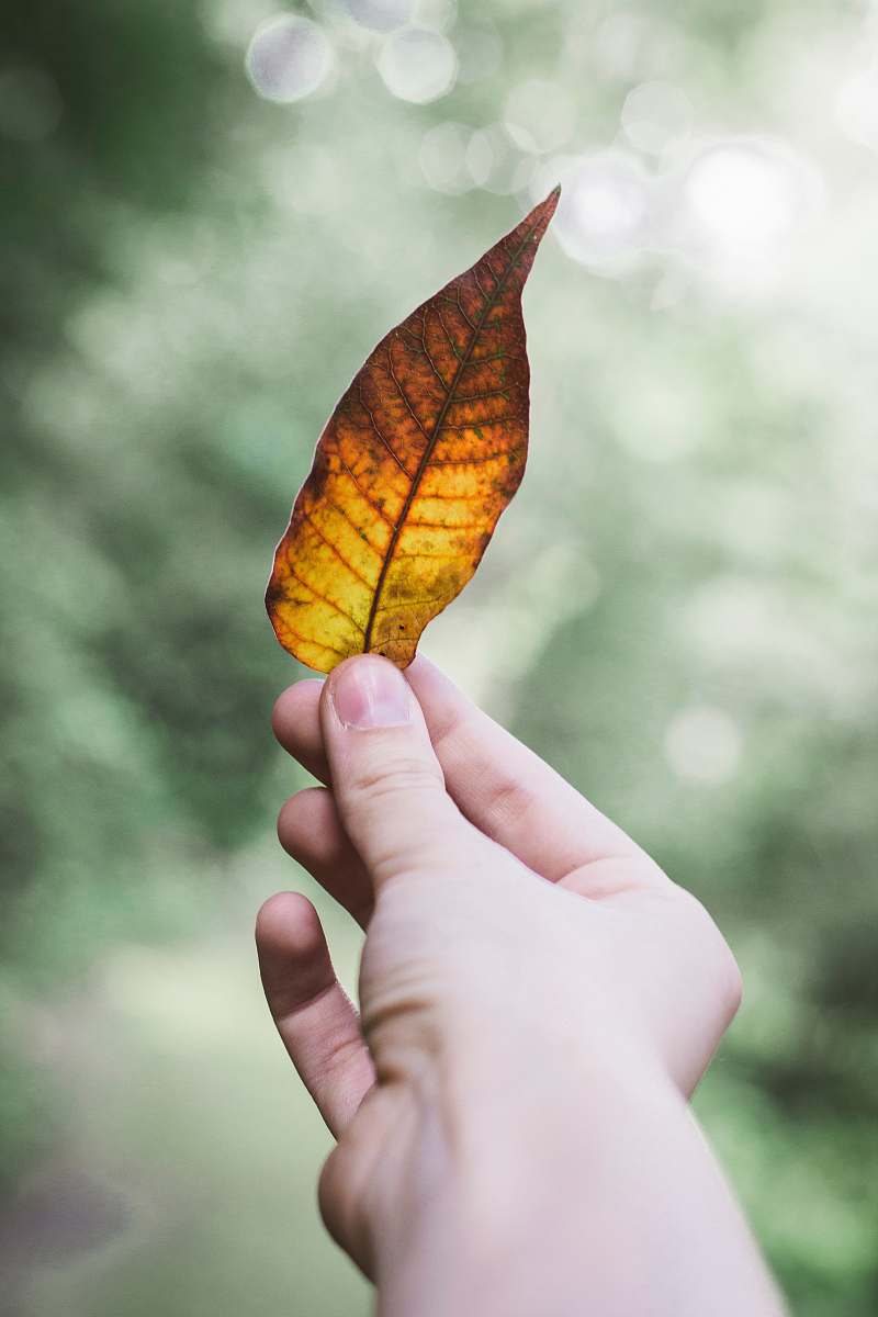 fall backgrounds person holding dry leaf fall